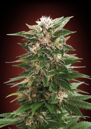 Image 1 of Kaya 47 cannabis by Advanced Seeds – 12/12 Photoperiod – Beginning of October – Female seeds – Seed City