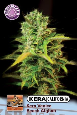 Kera California – Venice Beach Afghan