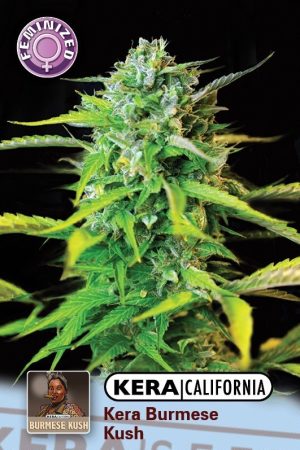Kera California – Burmese Kush