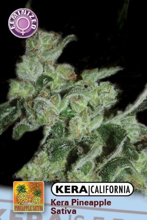 Kera California – Pineapple Sativa