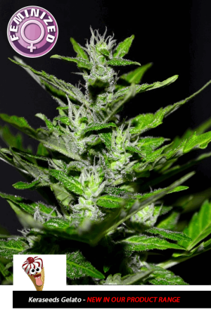 Kera California – Gelato