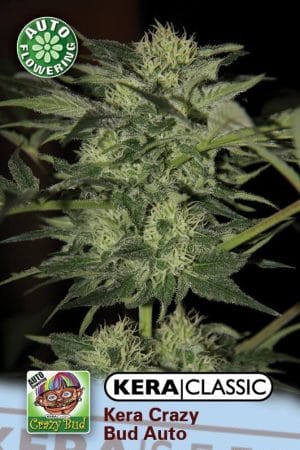 Kera Classic Auto – Crazy Bud Auto