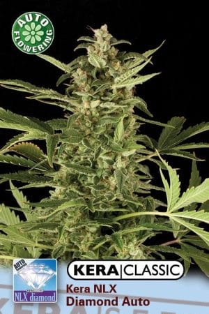 Kera Classic Auto – NLX Diamond Auto
