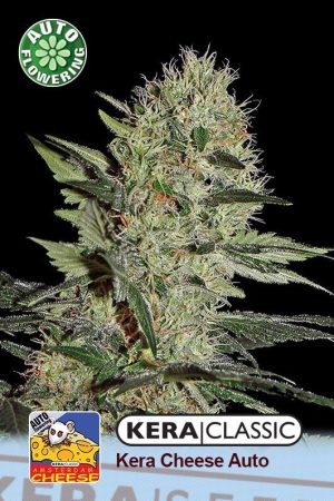 Kera Classic Auto – Crazy Mouse Auto