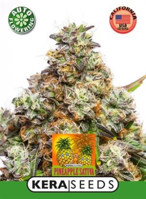 Kera Classic Auto – Pineapple Sativa Auto