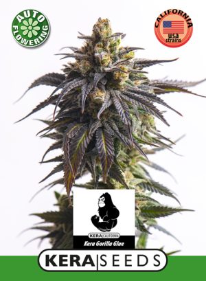 Kera Classic Auto – Gorilla Auto
