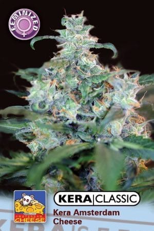 Kera Classic – Crazy Mouse