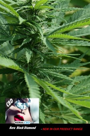 Kera Classic – CBD Black Diamond