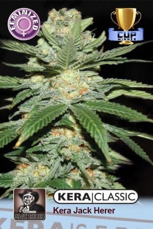 Kera Classic – Jack Herer
