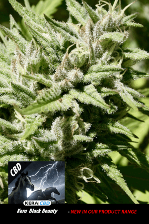 Kera Classic – CBD Black Beauty