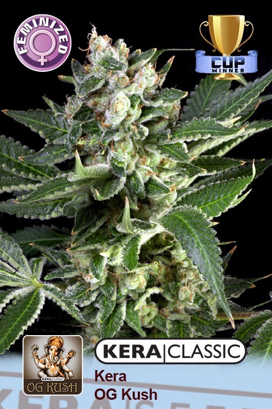 Kera Classic - OG Kush cannabis seeds – Female seeds – Middle of October – Indica-heavy – image 1 from Seed City