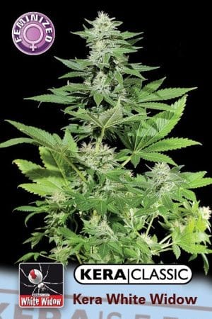 Kera Classic – Kera White Widow