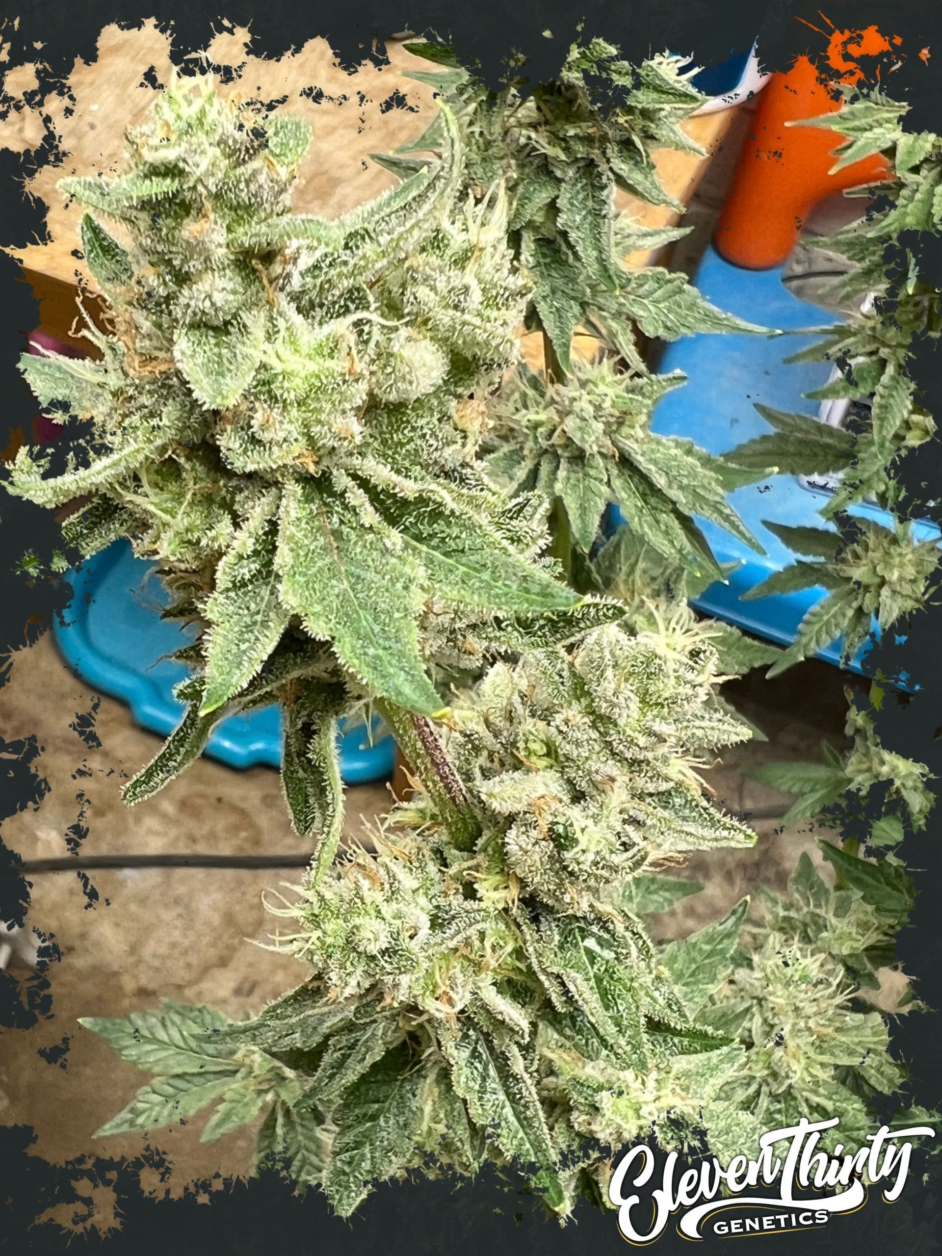 Kerosene Cookies cannabis seeds – Super Strength – 12/12 Photoperiod – Good for outdoor grow – image 1 from Seed City