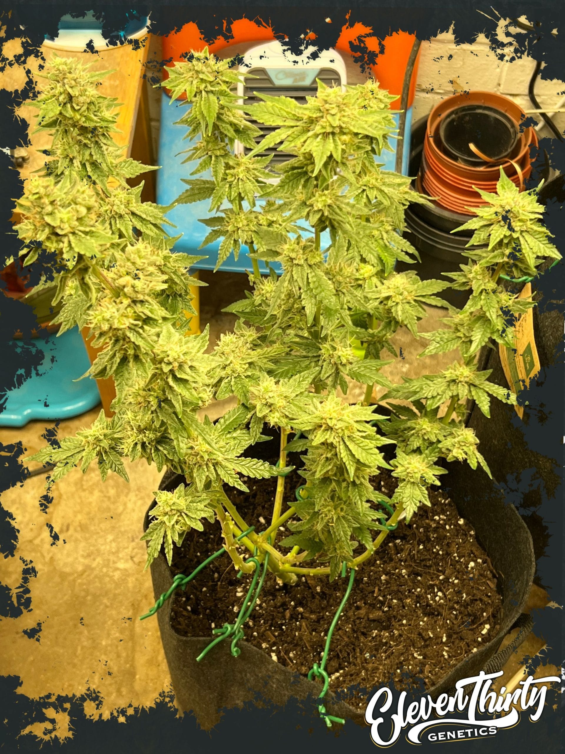 Gassy – Auto-Flowering – Couch Lock – Kerosene Cookies Auto strain – image 1 – from ElevenThirty Genetics via Seed City