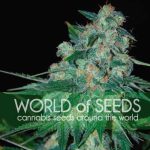 12/12 Photoperiod – Regular – Woodsy – Ketama strain – image 1 – from World of Seeds via Seed City