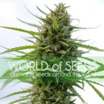 Cerebral – Resistant to Mould – Indoor – Kilimanjaro strain – image 1 – from World of Seeds via Seed City