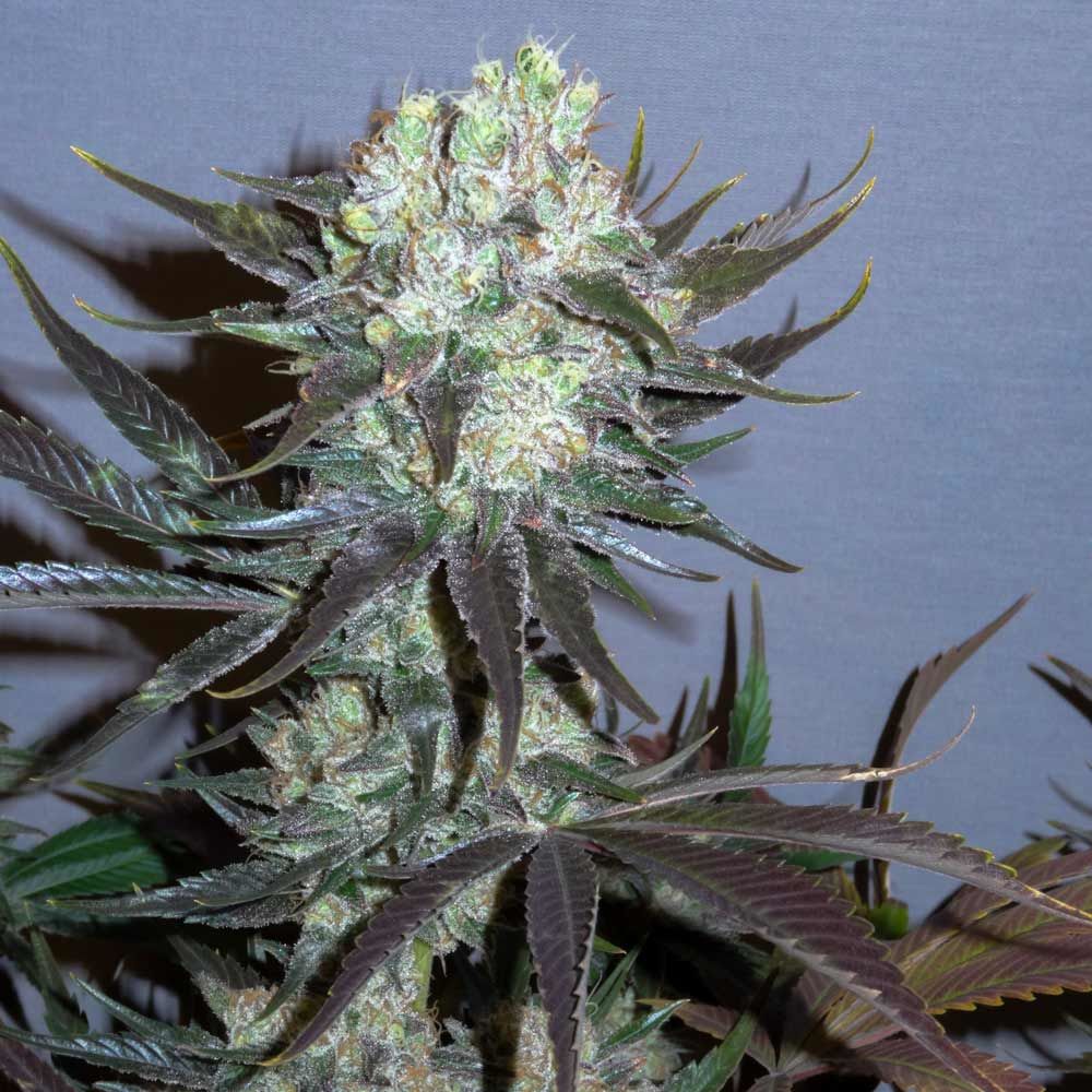 Killer Glue cannabis seeds – Indoor-friendly – 12/12 Photoperiod – Guaranteed female plants – image 1 from Seed City