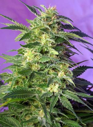 Image 1 of Killer Kush Auto cannabis by Sweet Seeds – Guaranteed female plants – Greenhouse – Citrus – Seed City
