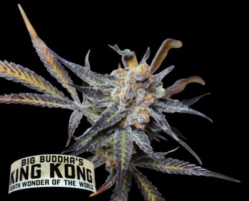 showing Fruity – Mostly Indica – 12/12 Photoperiod – image 1 – Seed City