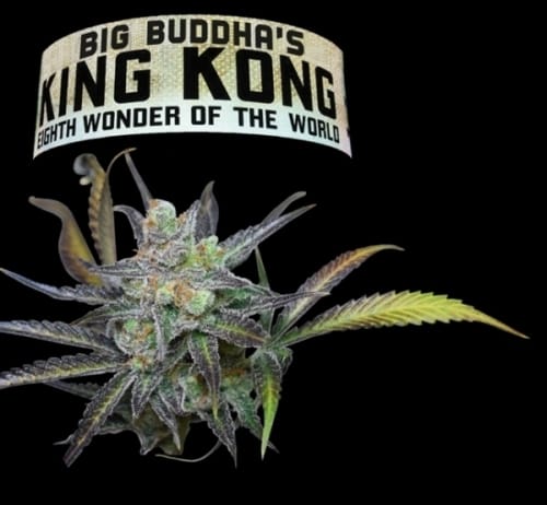 King Kong by Big Buddha Seeds – Good for outdoor grow – 12/12 Photoperiod – The End of October – image 2 – Seed City
