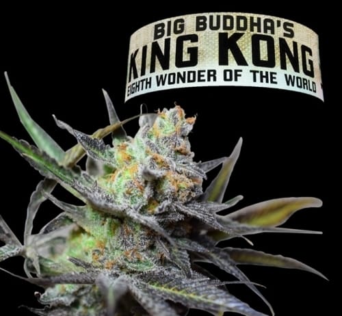 King Kong cannabis seeds – Good for outdoor grow – The End of October – Female seeds – image 3 from Seed City