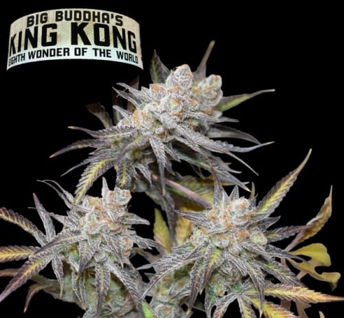 King Kong by Big Buddha Seeds – Psychedelic – Fruity – Mostly Indica – image 4 – Seed City