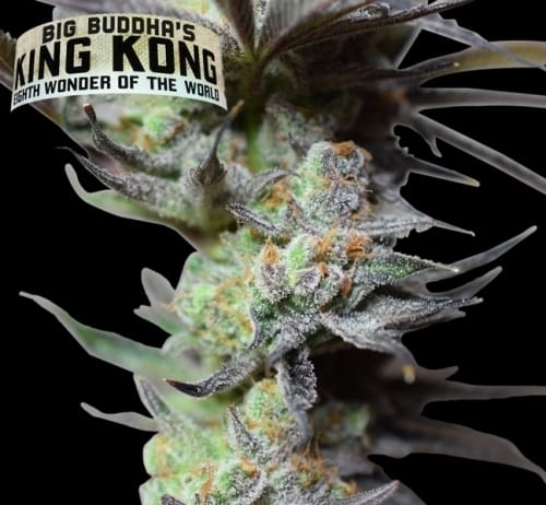 King Kong cannabis seeds – The End of October – Female seeds – Fruity – image 5 from Seed City