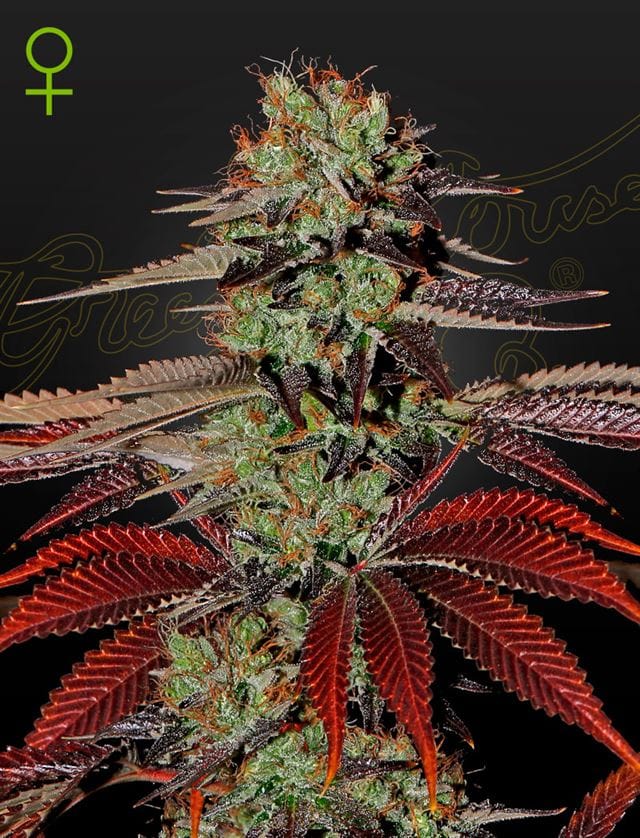 King’s Kush Auto by Green House Seeds – Auto-Flowering – Indoor-friendly – 50% Indica/50% Sativa – image 1 – Seed City