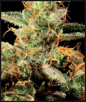 King's Kush from Green House Seeds