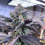 Kiyomi cannabis seeds – Uplifting – 50% Indica/50% Sativa – Guaranteed female plants – image 1 from Seed City