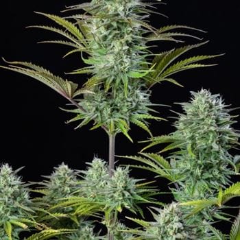 showing Auto-Flowering – Mostly Indica – Insomnia – image 1 – Seed City
