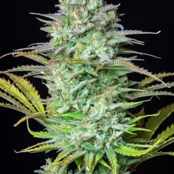 Kosher Cake Auto cannabis seeds – Suited for indoor growing – Mostly Indica – Super Strength – image 2 from Seed City
