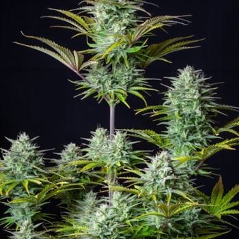 Kosher Cake Auto from FastBuds