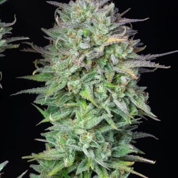 showing Feminized – Sweet – Super Strength – image 3 – Seed City