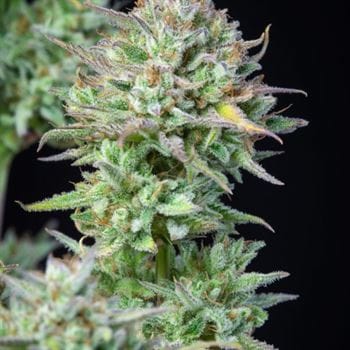 Sweet – Auto-Flowering – Insomnia – Kosher Cake Auto strain – image 4 – from FastBuds via Seed City