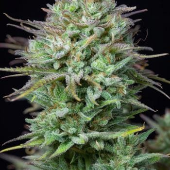 showing Feminized – Suited for indoor growing – Auto-Flowering – image 5 – Seed City
