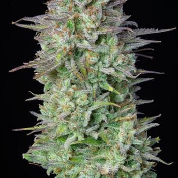 Image 6 of Kosher Cake Auto cannabis by FastBuds – Mostly Indica – Auto-Flowering – Feminized – Seed City