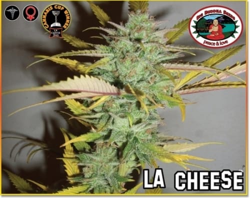 LA Cheese from Big Buddha Seeds