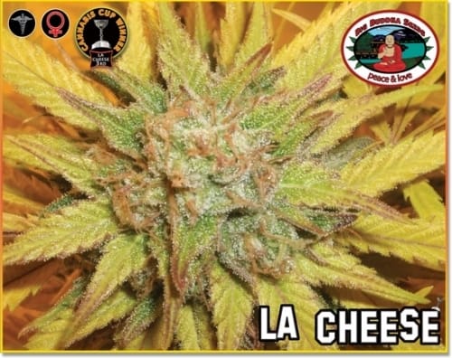 Image 3 of LA Cheese cannabis by Big Buddha Seeds – 12/12 Photoperiod – Outdoor – Indica Dominant – Seed City
