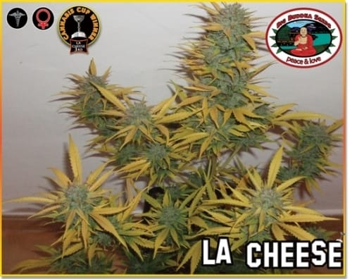 Image 4 of LA Cheese cannabis by Big Buddha Seeds – Indica Dominant – Outdoor – The End of October – Seed City