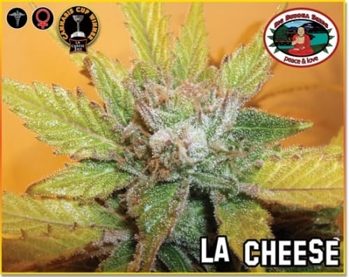 Image 5 of LA Cheese cannabis by Big Buddha Seeds – 12/12 Photoperiod – Outdoor – The End of October – Seed City