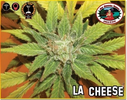 Indica Dominant – Outdoor – The End of October – LA Cheese strain – image 6 – from Big Buddha Seeds via Seed City