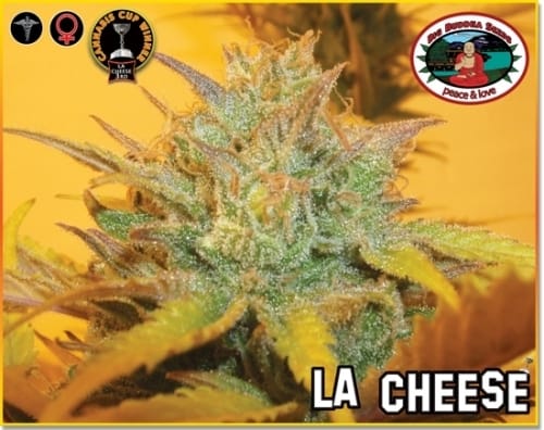 Image 7 of LA Cheese cannabis by Big Buddha Seeds – 12/12 Photoperiod – Feminized – The End of October – Seed City