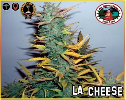Image 8 of LA Cheese cannabis by Big Buddha Seeds – Feminized – Sweet – Indica Dominant – Seed City