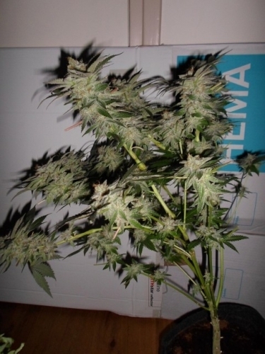LA Fire from Pheno Finder Seeds