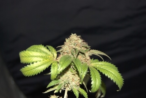 showing Indoor – Couch Lock – Mostly Indica – image 2 – Seed City