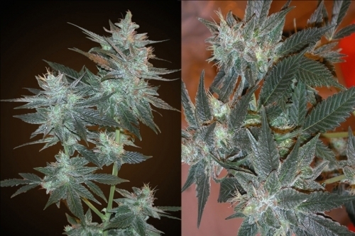 showing Indica-heavy – Middle of September – 12/12 Photoperiod – image 1 – Seed City