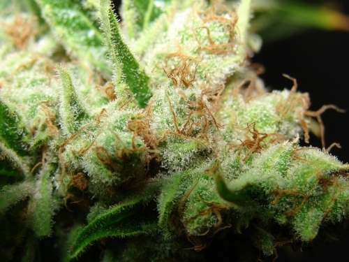 Image 2 of LA Ultra cannabis by Resin Seeds – Suited for indoor growing – 12/12 Photoperiod – Regular – Seed City