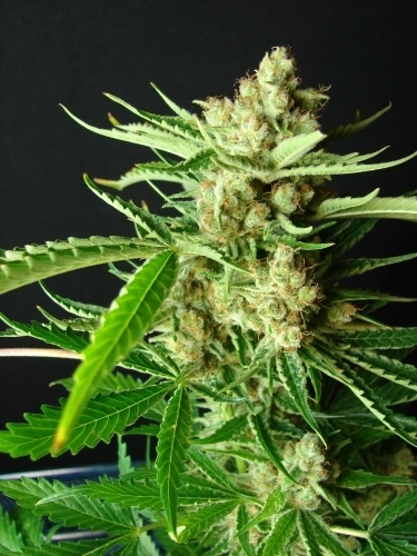 LA Ultra from Resin Seeds