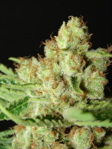 showing Middle of September – 12/12 Photoperiod – Super Strength – image 3 – Seed City